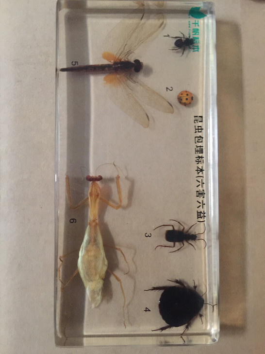 昆虫包埋标本