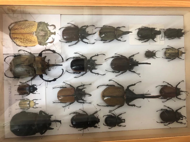 兜虫标本 甲虫标本