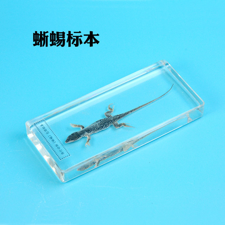儿童教学幼儿园展示真实昆虫标本包埋水蛇树脂...