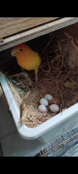 出晒干的稻草,合适牡丹鹦鹉做窝。鹦鹉做窝极...