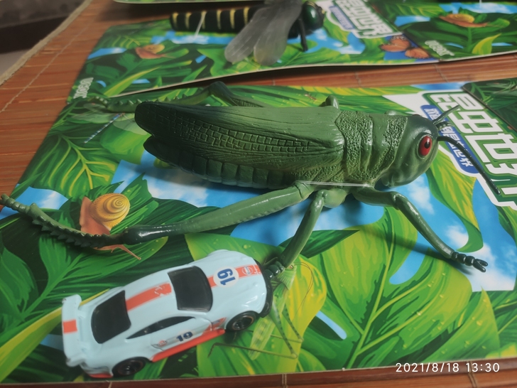 仿真昆虫标本：全新、整套出