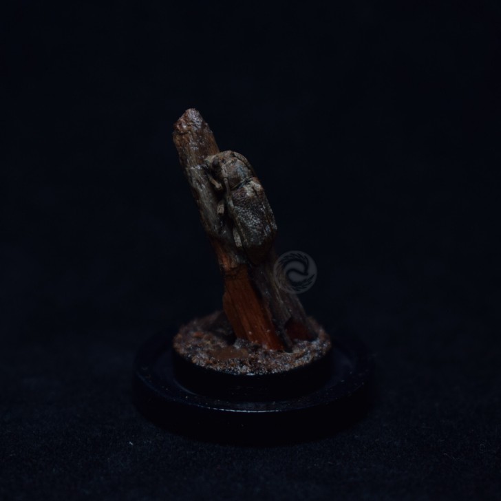 昆虫标本陈列玻璃罩摆件