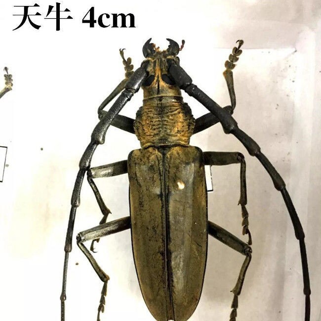 昆虫标本真虫动物锹甲原虫练手湿虫拍照道具自...