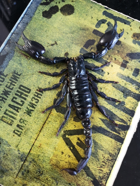 雨林蝎+天龙标本，真实的昆虫标本