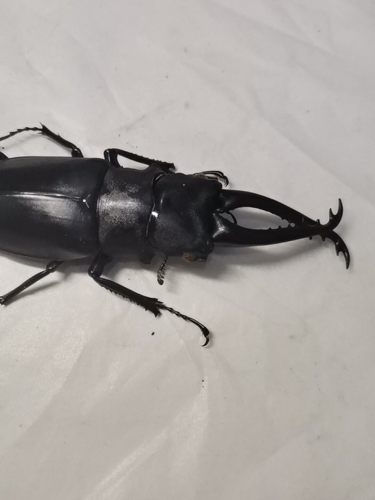 昆虫标本长颈鹿锯锹85+如图