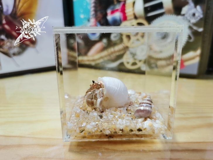 小灰白寄居蟹标本 螃蟹标本 昆虫甲虫标本 ...