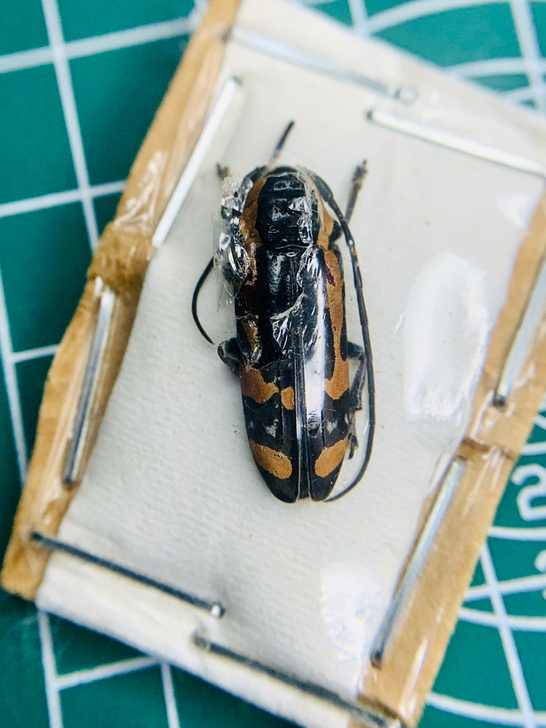 稀有奇趣花纹天牛博物馆收藏艺术设计色彩展示...