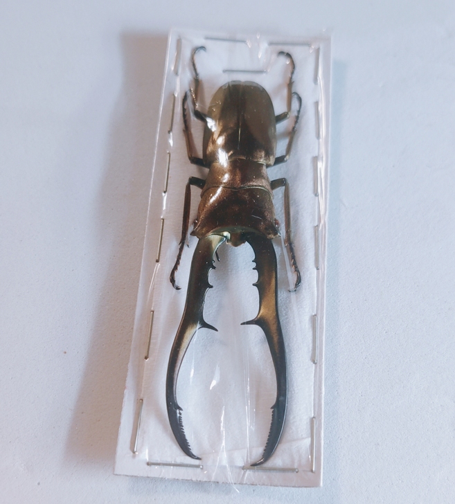 昆虫标本｜锹甲 美它力佛