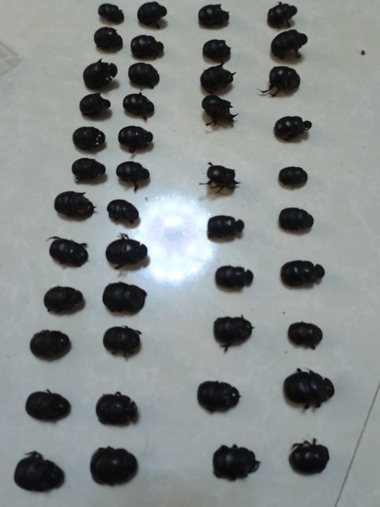 蜣螂甲虫标本    原虫   公母二十对 ...