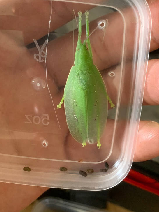 中华翠拟叶，拟叶螽斯幼虫若虫成虫都有，昆虫...