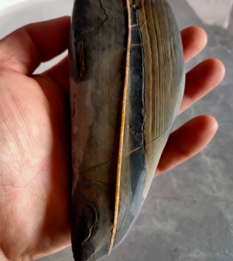 一脉镶成一一灵璧小石手把镇纸,可视频。 天...