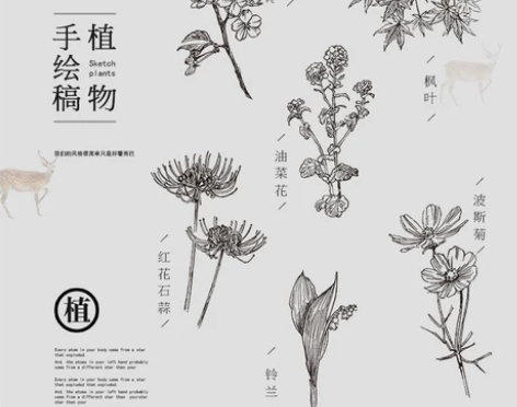 线稿素描手绘草本植物花卉水仙菊线描化妆品包...