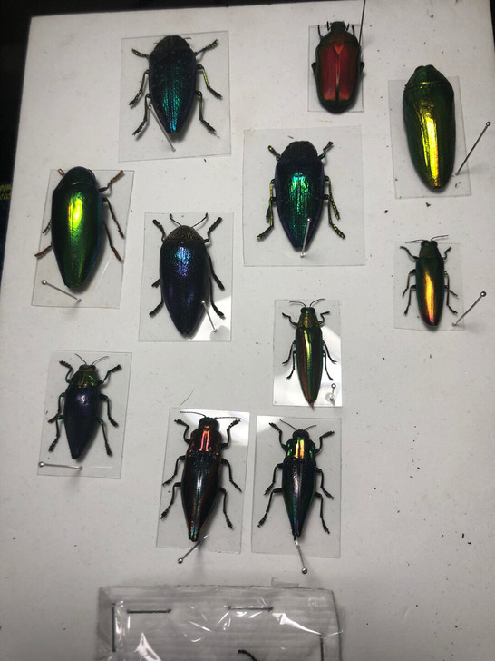 吉丁虫标本