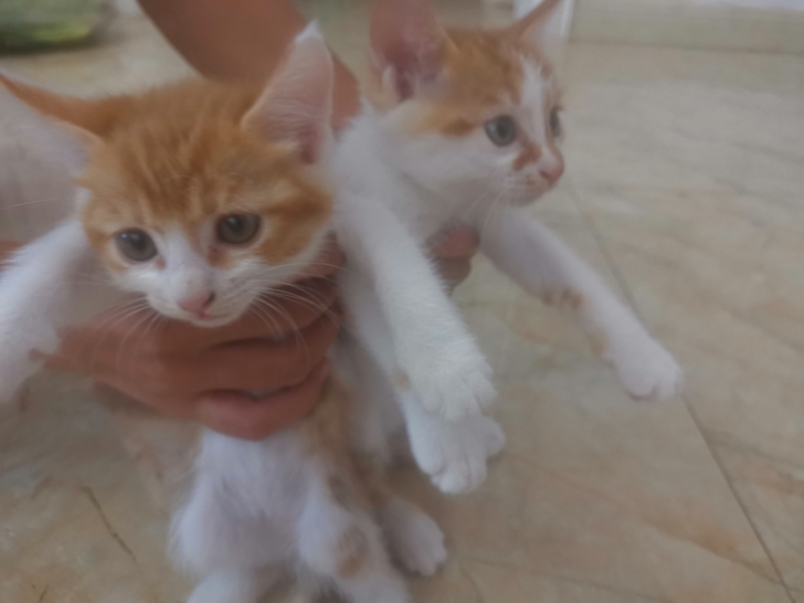 自家小田园猫，有看上的联系哦
