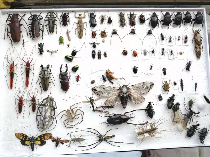 昆虫标本 甲虫 天牛 蝉 花金龟 各种版纳...