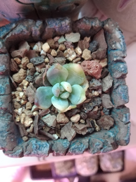 橙梦露锦多肉植物