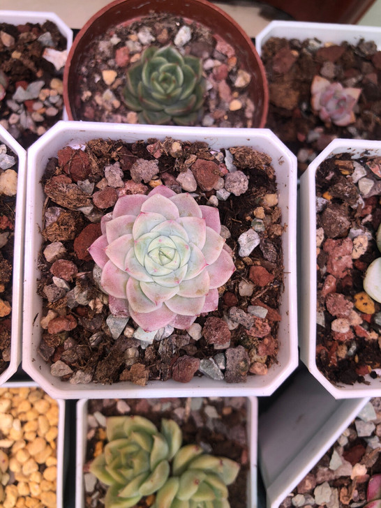 多肉，植物白天鹅，麦秆