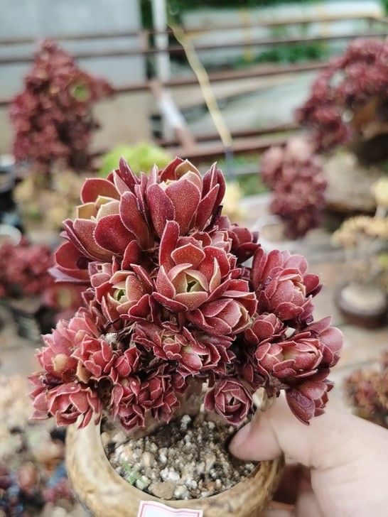 玫瑰法师朵朵缀