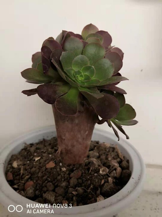 老桩玫瑰朵朵缀