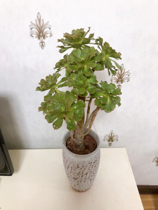 法师，君美丽法师，全木质杆子妖娆造型庄，出...