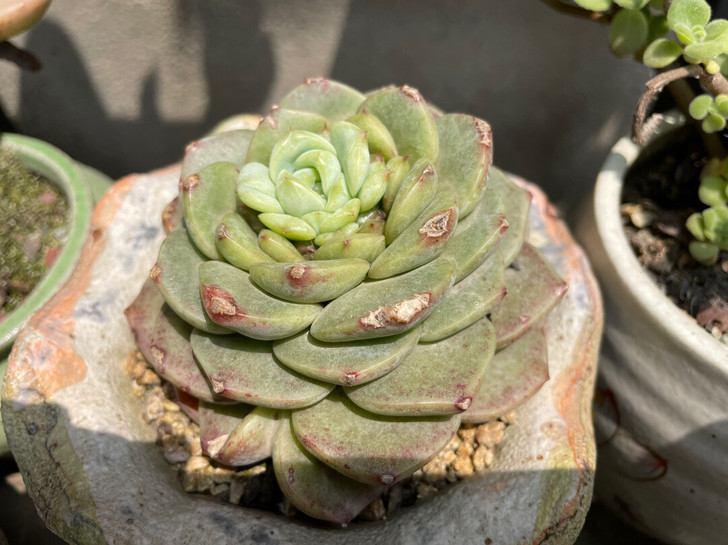 天鹅绒，老桩精品