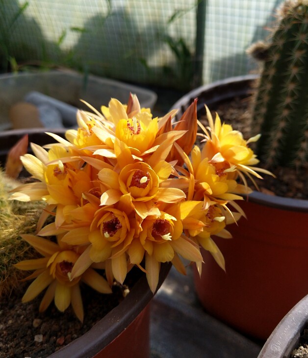 #花好看#黄金妞，自家开花图包对版，易群开...