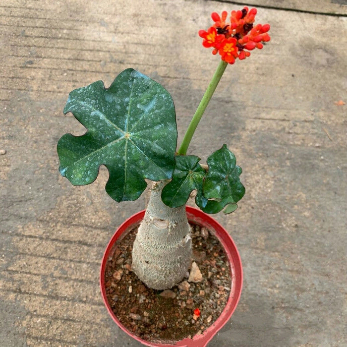 热销四季开花佛肚海棠块根植物观花佛肚树多肉...