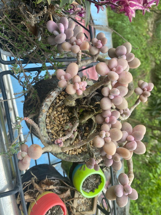 韩国进口正品、丸叶桃蛋老庄、果冻粉、15年...