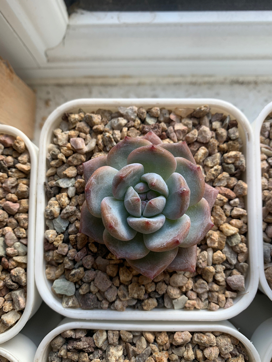 橙梦露小单头大单头多头。标签就是价格都是有...