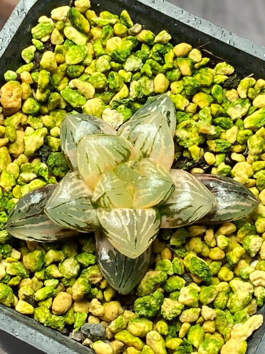 赤焰玉檀寿锦