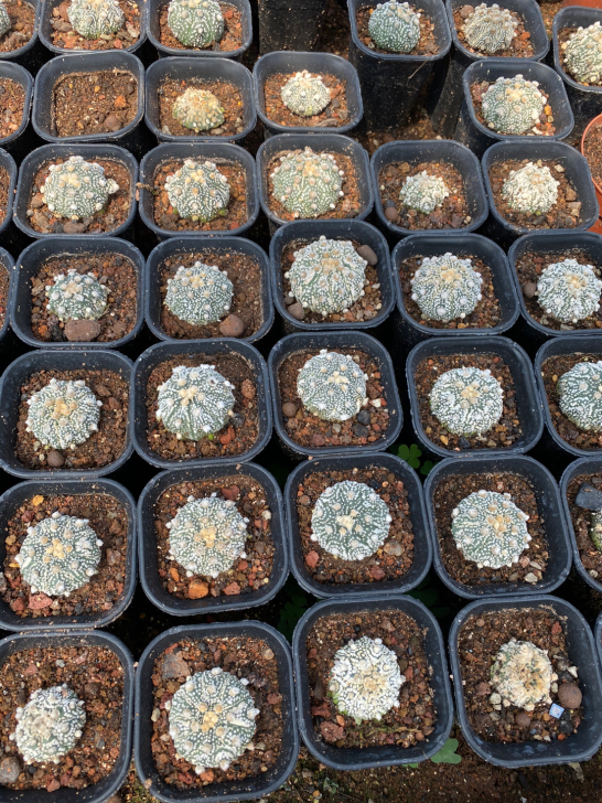 超兜侧芽有根 尺寸4公分左右 10颗起20...