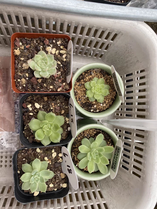 mango家麦秆 4颗麦秆加一颗杂交骨折价...