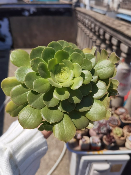 多肉养太多，阳台放不下了，出一些腾位置。法...