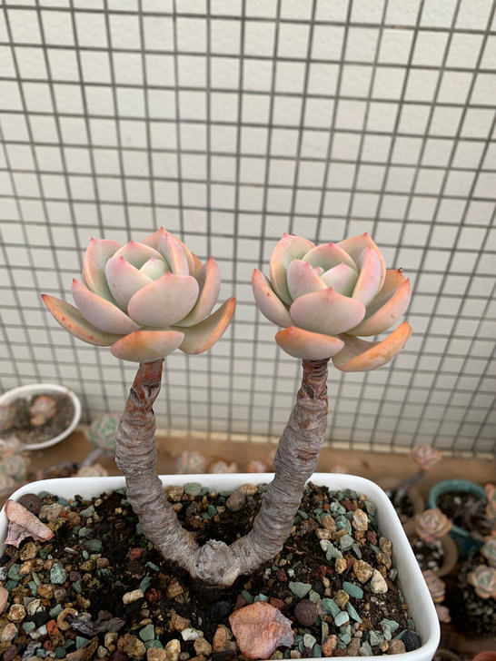 楼顶多肉植物老桩白凤 5年老桩