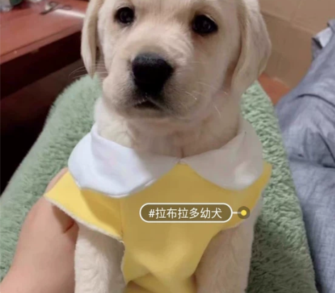 自提自家养的拉布拉多幼犬，拉不拉多幼犬宠物...