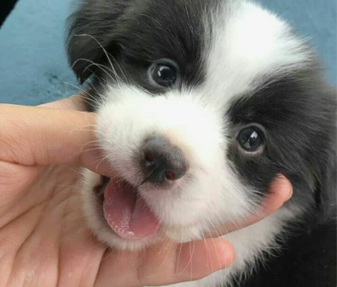 自提自家养的边牧幼犬，边牧幼犬宠物狗狗陪伴...