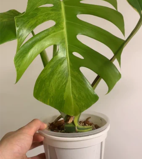 黄锦龟背竹三叶 阴阳龟背竹 日本龟背竹 上...