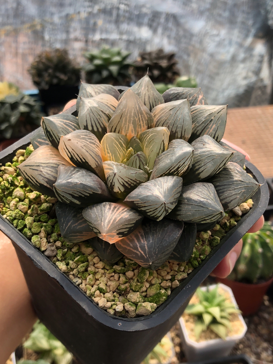 #粉丝福利# 玉檀寿锦拉丝锦母本