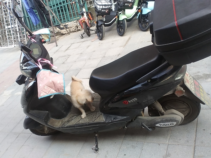 台铃大型电瓶车上72一32的电瓶九层新续航...