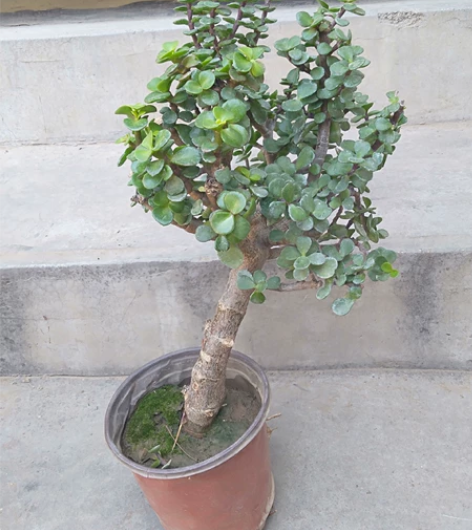 金枝玉叶老桩两棵，都已木质化，两棵二十包邮...