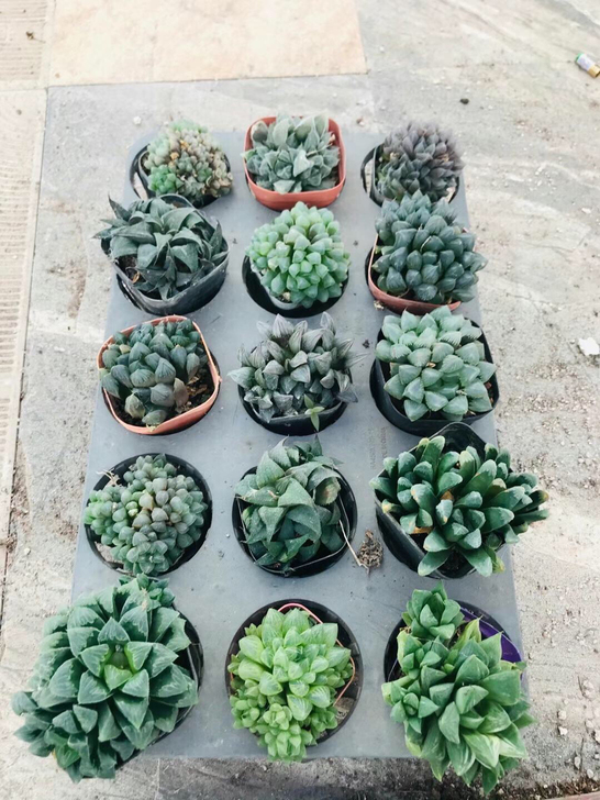 十二玉露寿套餐,5号如图15颗,偏远地区不...