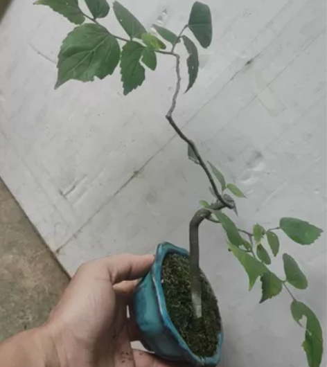 朴树，长飘 感兴趣的话点“我想要”和我私聊...