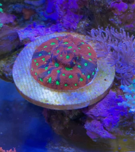 三色蜂巢脑母体,4公分包基座,媲美调色盘,...