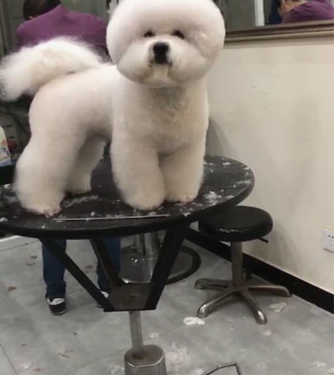 顶级血统比熊种公对外借配或出借考级模特！ ...