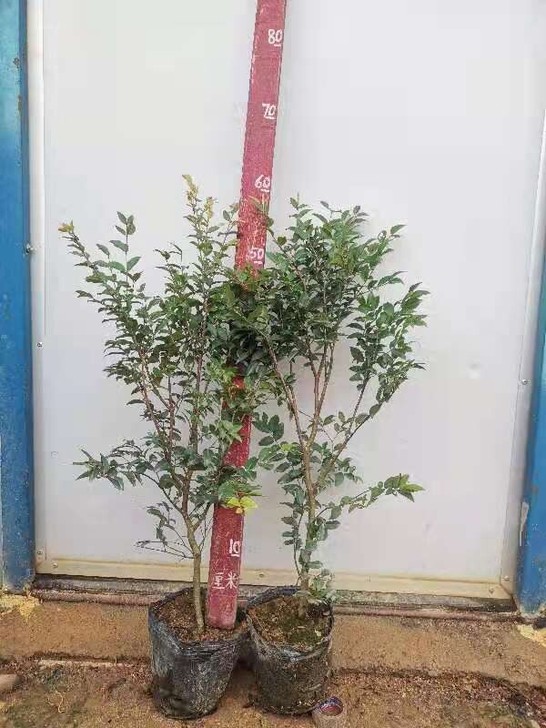 4年龄沙巴嘉宝果60至90高，20元一棵不...