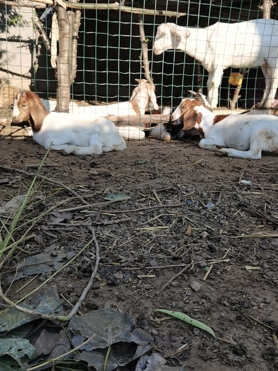 自家养的波儿山羊，三四十斤左右，养着很合适...