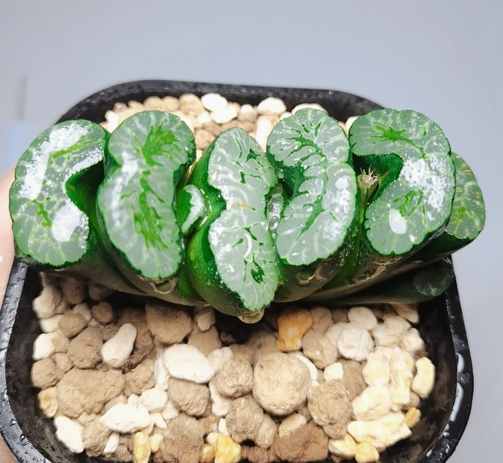 敦盛玉扇母本，编号2026