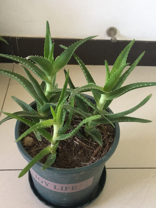 芦荟，净化空气，吸收甲醛，腾地方转，自取或...