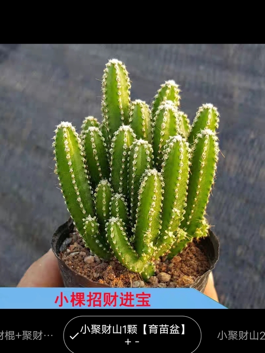 多肉植物仙人掌盆栽绿植花卉室内办公室桌面好...