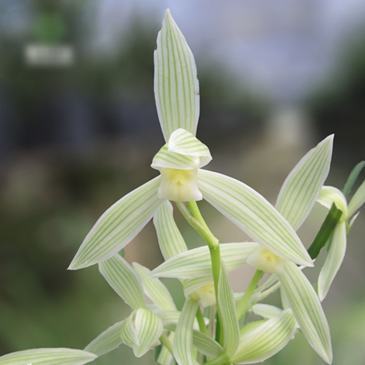 莲瓣兰品种 碧龙玉素 一苗30米